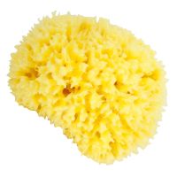 Eponge naturelle Venise